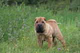 SHAR-PEI 801